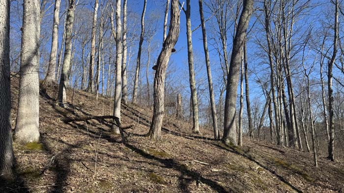 Secluded acreage with natural wildlife habitat