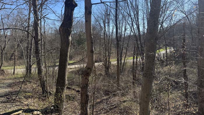 Forest canopy across southern Ohio property