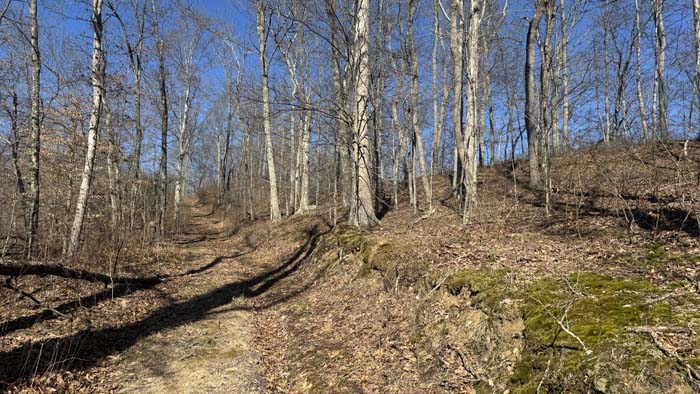 Open clearing surrounded by timber
