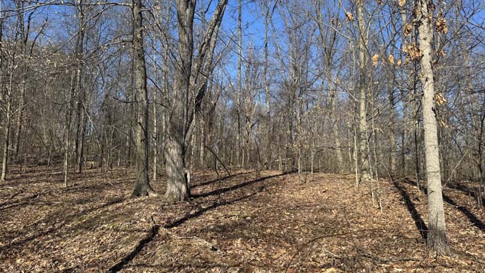 Dense woods providing cover for wildlife