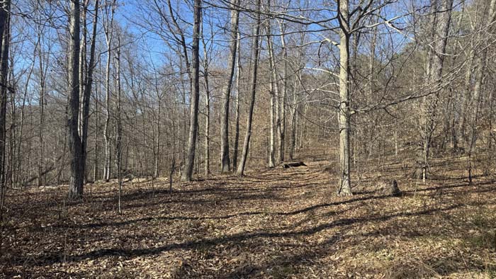 Trail access through mature hardwood timber