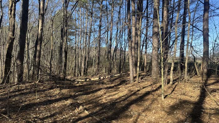 Wooded landscape with diverse habitat