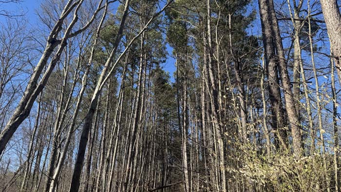 Recreational land with timber and open ground mix