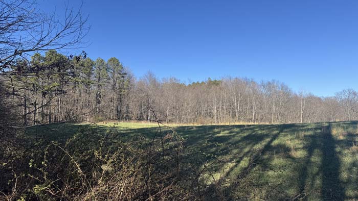 Wooded acreage with mature trees and natural habitat