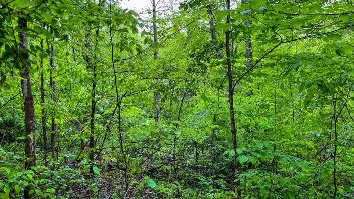 rolling wooded terrain Ohio land