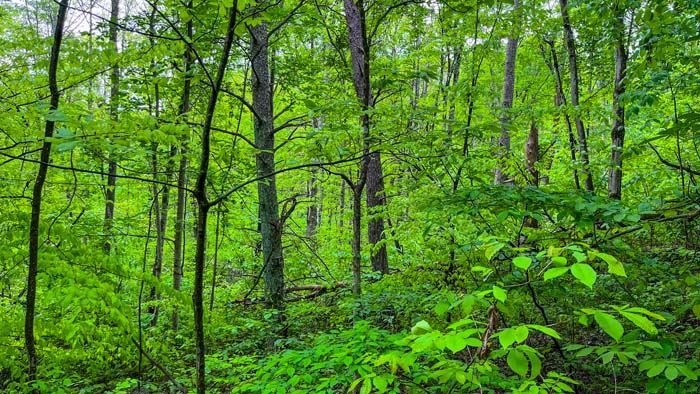 Ohio land near Dexter City for sale