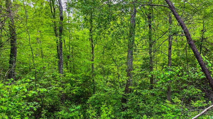 wildlife cover on hunting land Ohio