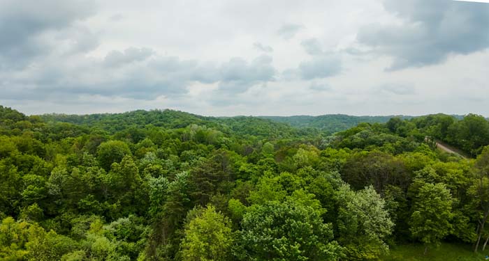 mature trees on rural Ohio land