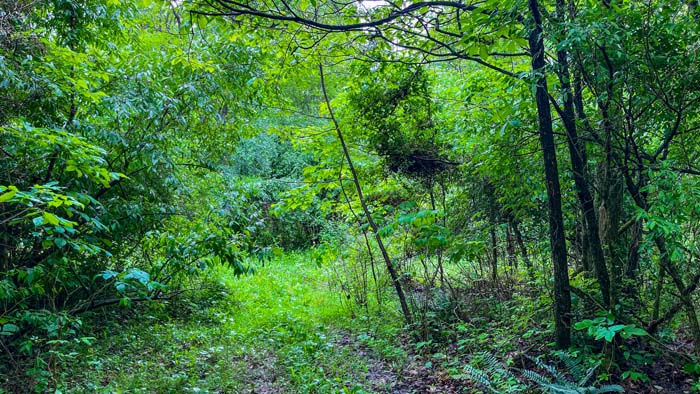 dense brush ideal for wildlife