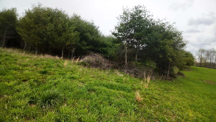 deep woods trail leading to hunting blinds on Noble County property