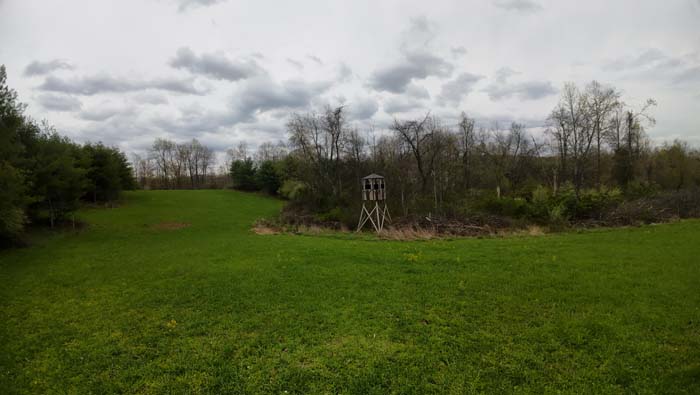 deer rubs and scrape activity near edge of food plot