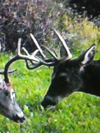 open area perfect for new home build or hunting retreat