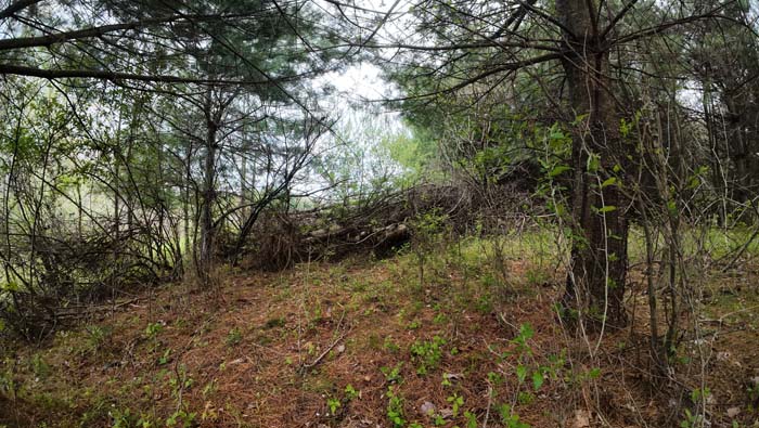 woods and open space ideal for home or cabin site in Noble County