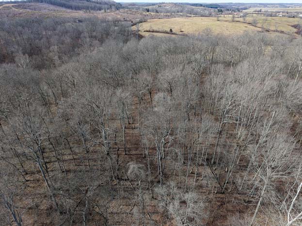 Wooded land with potential homesite