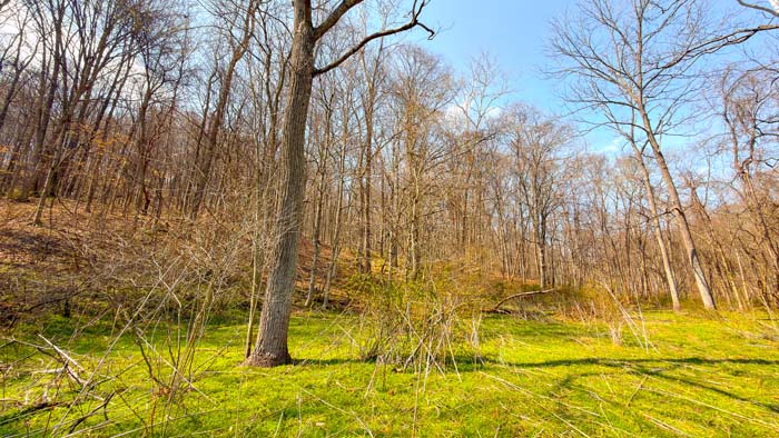 Large hunting farm with timber and pasture mix