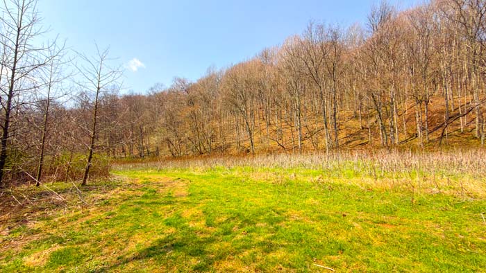 Wooded acreage supporting deer and turkey habitat