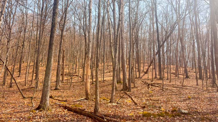 Large tract of land ideal for hunting farm development