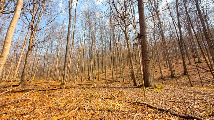 Scenic ridges and draws across hunting property