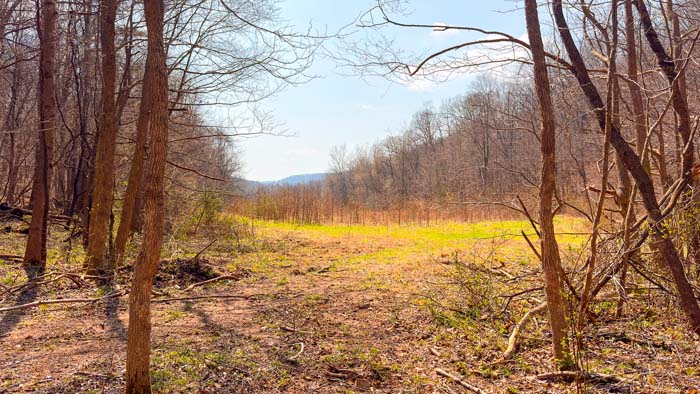 Southern Ohio land with mature hardwood forest