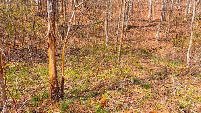 Open ground for food plots and wildlife management