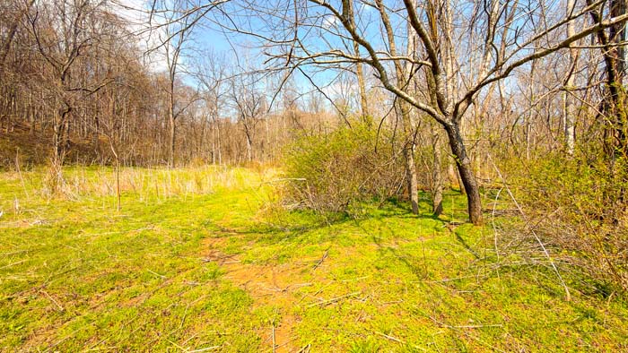 Dense timber providing bedding cover for wildlife