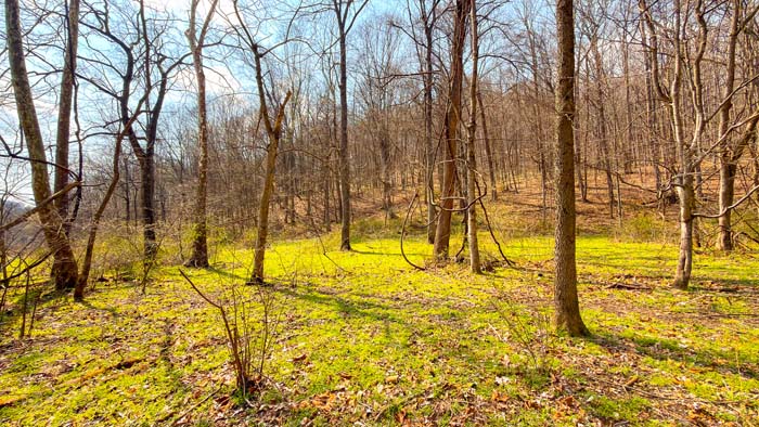 Natural travel corridors for deer movement