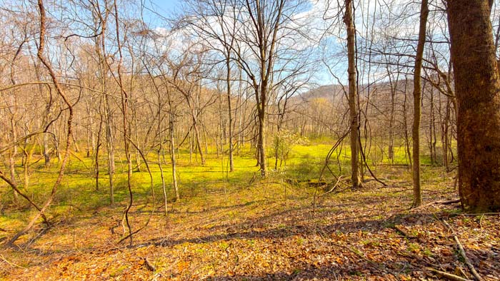 Secluded acreage with excellent wildlife habitat