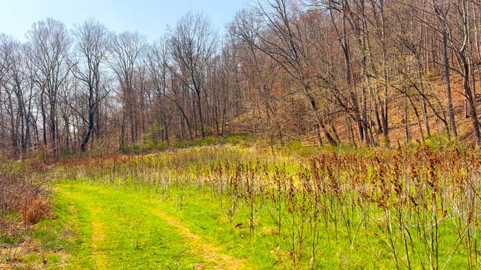 Dense woods providing natural cover for deer
