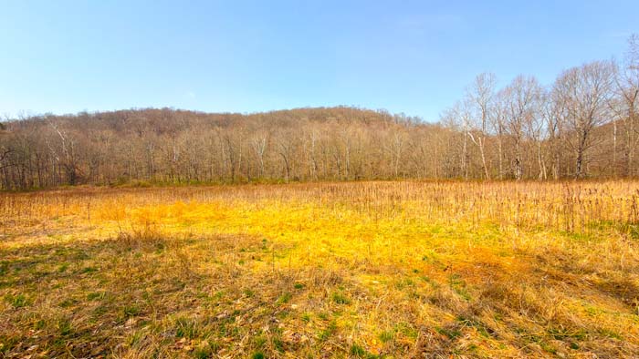Water source supporting wildlife on property