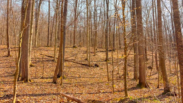 Quiet rural setting with complete privacy