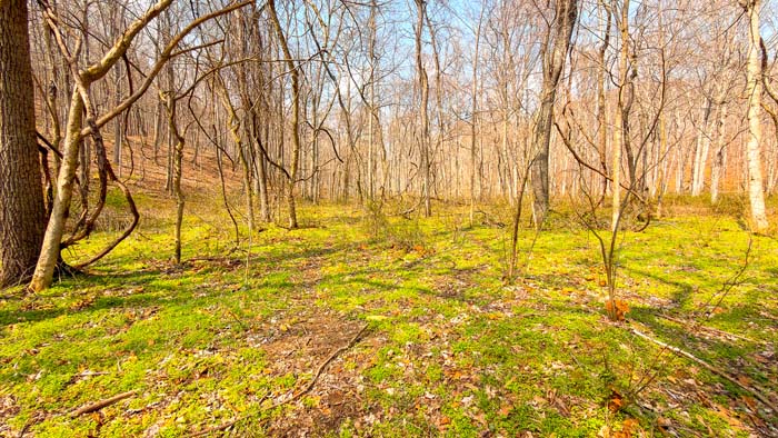 Forest path leading through hunting property