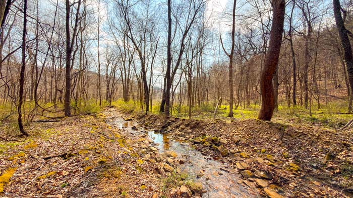 Wooded hunting parcel with excellent cover