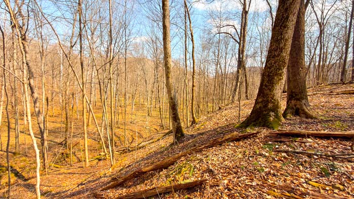 Southern Ohio acreage with mature hardwoods