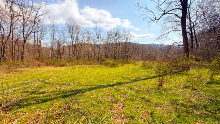 Deer travel corridor through wooded land
