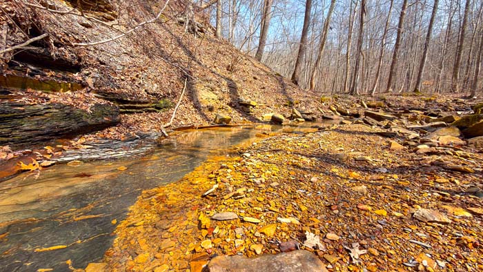 Forest clearing for potential food plots