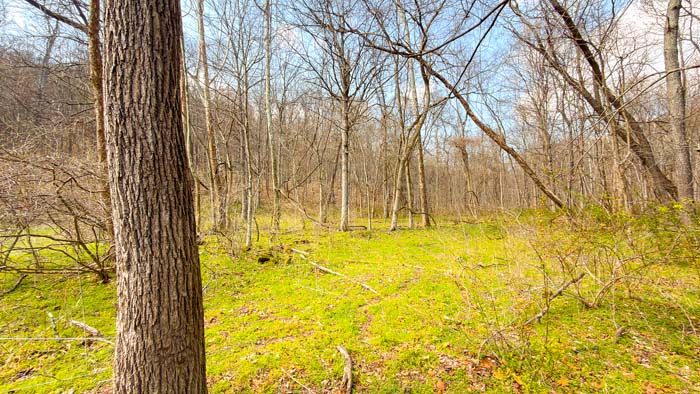 Mature timber stand on recreational acreage
