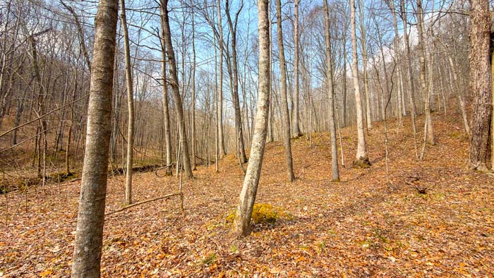 Wooded hunting land with ATV trails