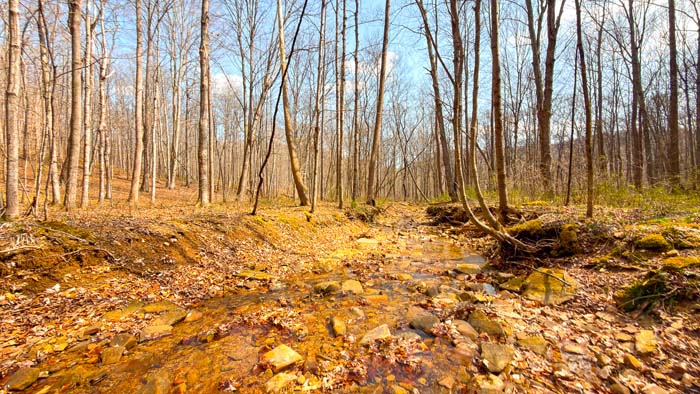 Wildlife habitat supporting deer and turkey