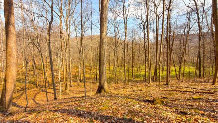 Timber covered hills in Scioto County