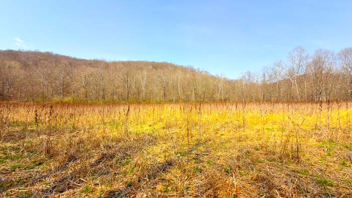 Forest trails throughout hunting property
