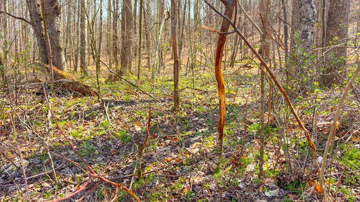 Southern Ohio land with natural wildlife corridors