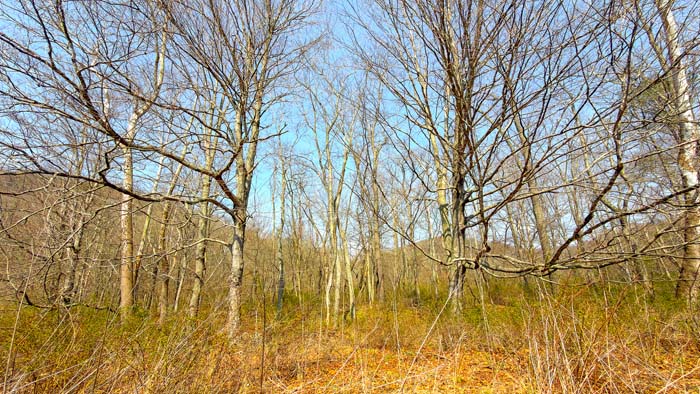 Private acreage with strong hunting potential