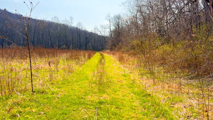 Wooded parcel with rolling hills and timber