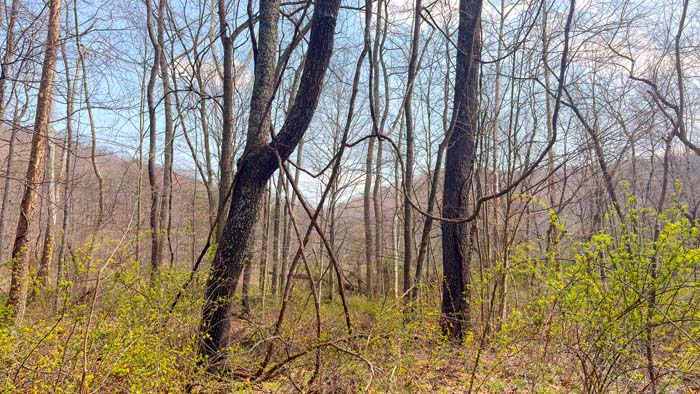 Aerial perspective of large hunting property