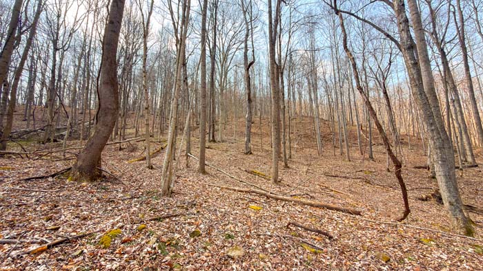 Secluded wooded retreat with abundant wildlife