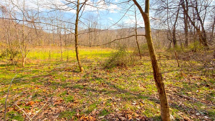 Forest canopy across rural Ohio landscape