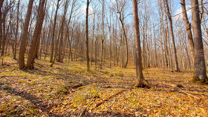 Hunting land with established blind locations
