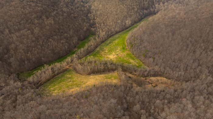 Forest terrain supporting wildlife movement
