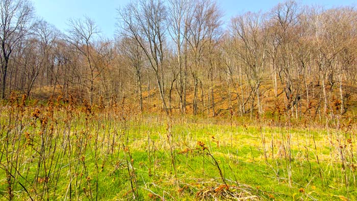 Timber rich property with privacy and access