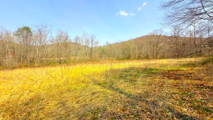 Forest property with natural habitat diversity
